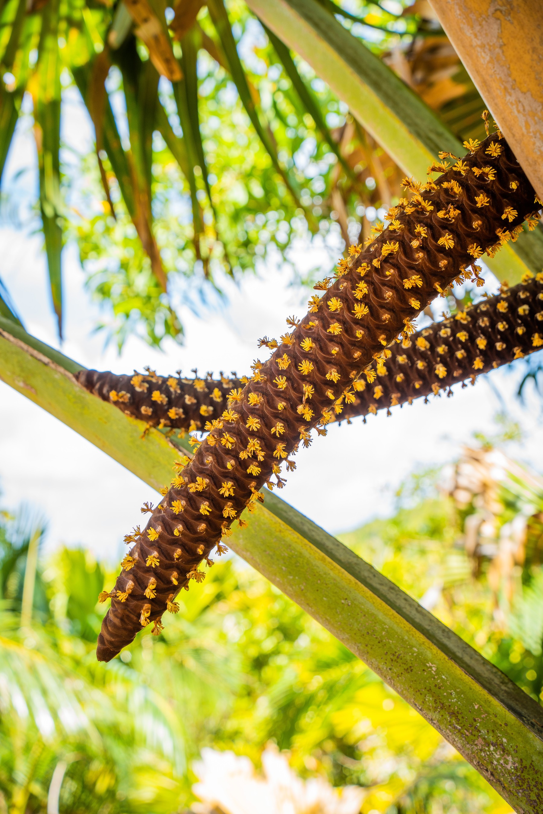 Fond Ferdinand, l’écrin sauvage de Praslin